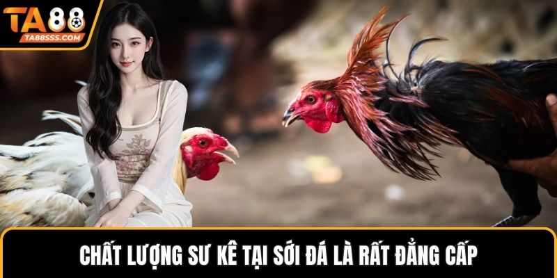 Chất lượng sư kê tại sới đá là rất đẳng cấp