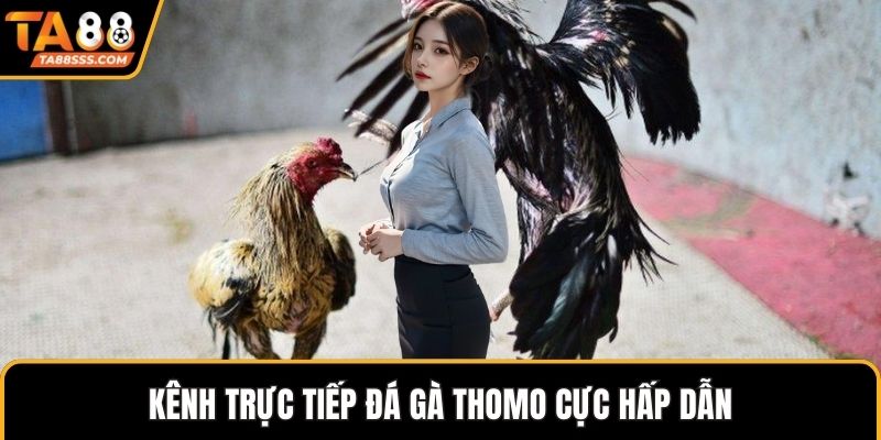 Kênh trực tiếp đá gà Thomo cực hấp dẫn
