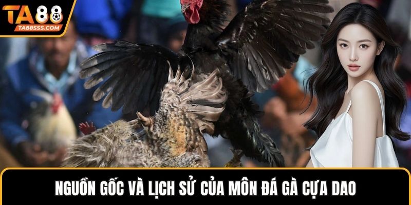 Nguồn gốc và lịch sử của môn đá gà cựa dao
