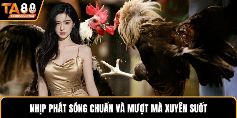 Nhịp phát sóng chuẩn và mượt mà xuyên suốt