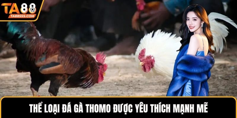 Thể loại đá gà Thomo được yêu thích mạnh mẽ