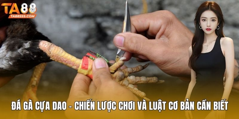 Đá gà cựa dao
