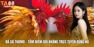 Đá gà Thomo