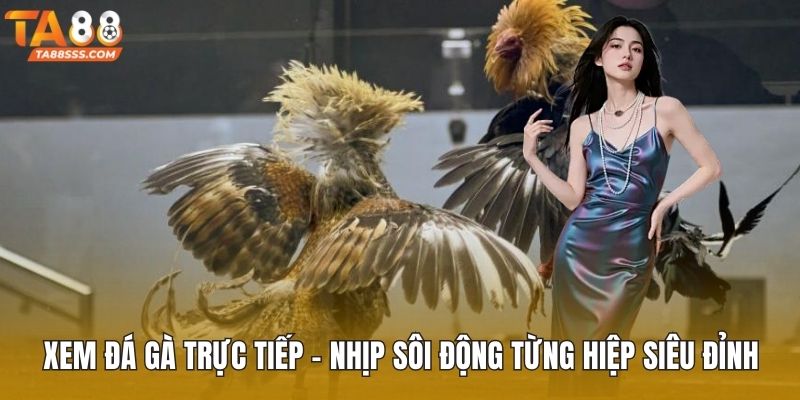 Xem đá gà trực tiếp
